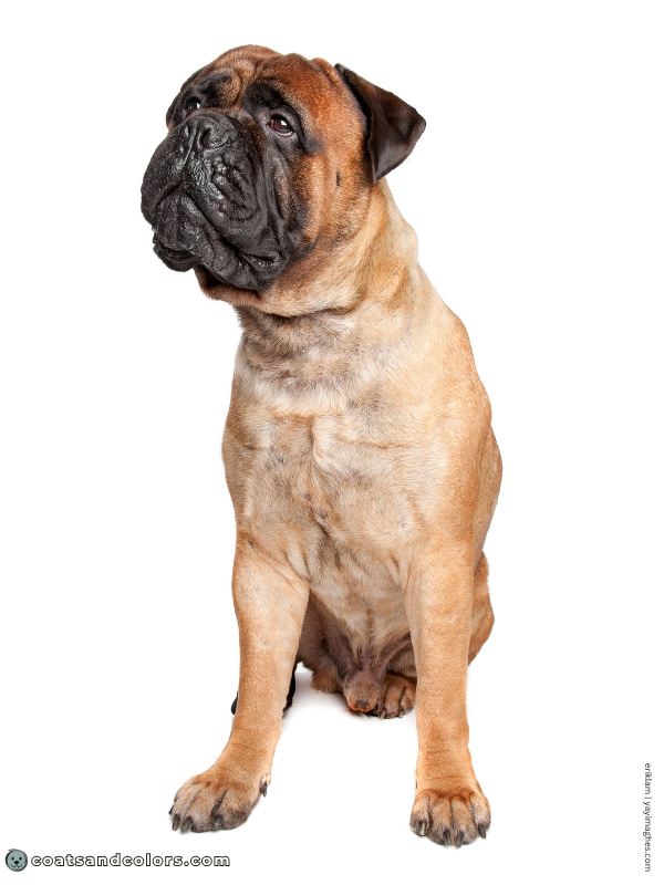 coatsandcolors.com Bullmastiff colors red fawn 2