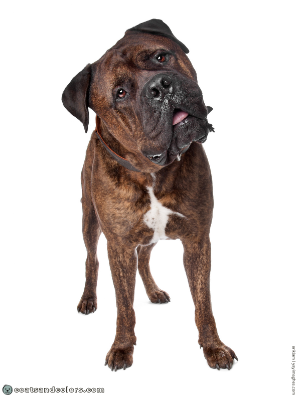 coatsandcolors.com Bullmastiff colors seal brindle