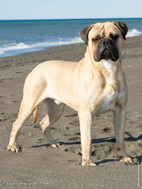 coatsandcolors.com Bullmastiff colors white chest