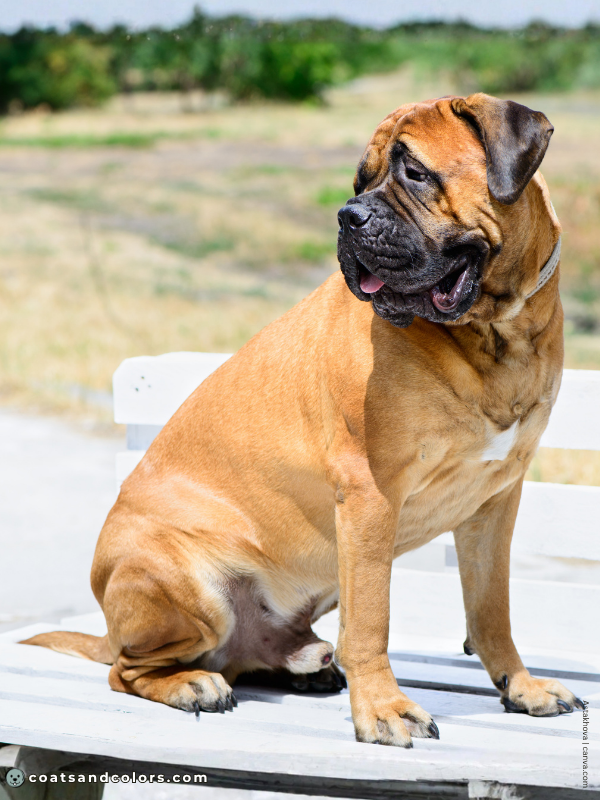 coatsandcolors.com Bullmastiff colors white spot chest