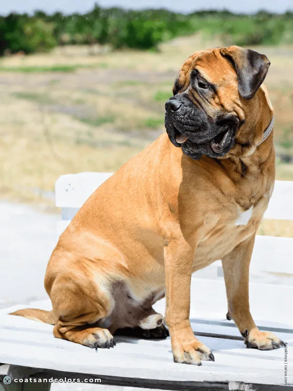 coatsandcolors.com Bullmastiff colors white spot chest