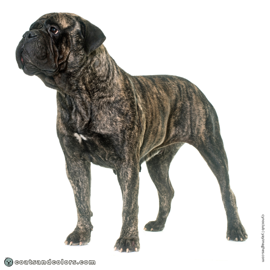 coatsandcolors.com Bullmastiff colors base patterns brindle mask