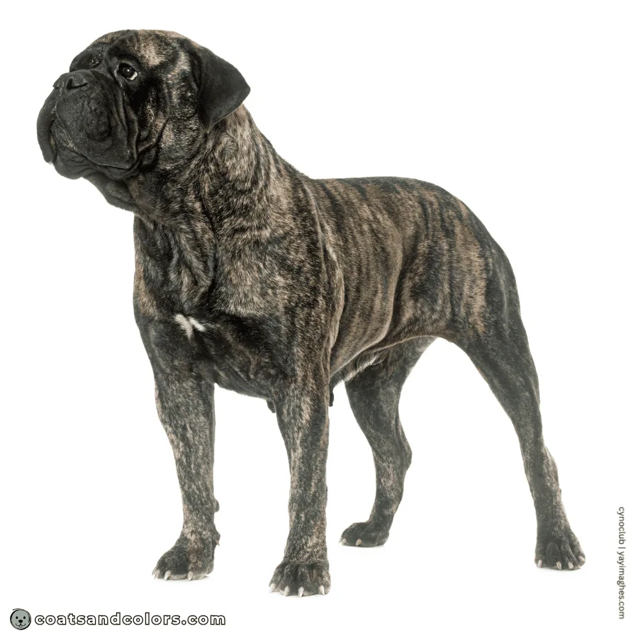 coatsandcolors.com Bullmastiff colors base patterns brindle mask