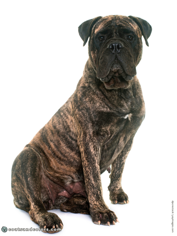 coatsandcolors.com Bullmastiff colors brindle 1