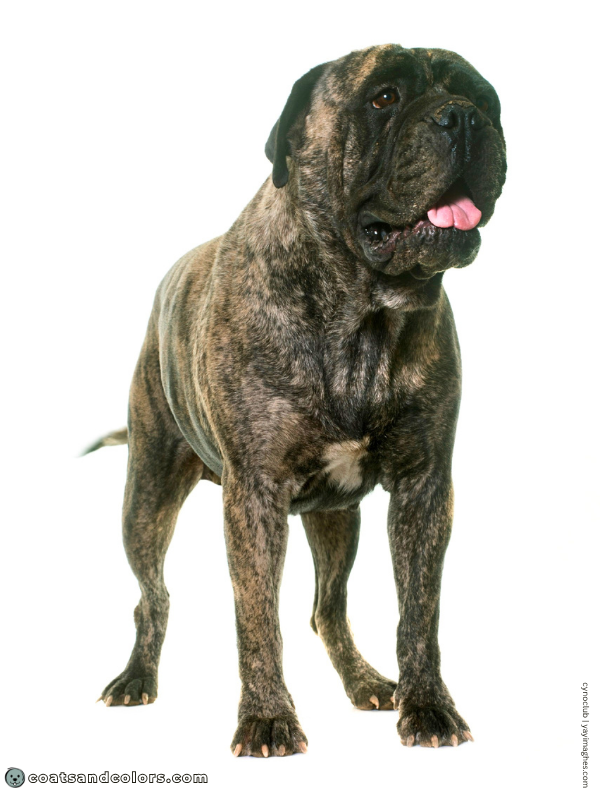 coatsandcolors.com Bullmastiff colors brindle 2