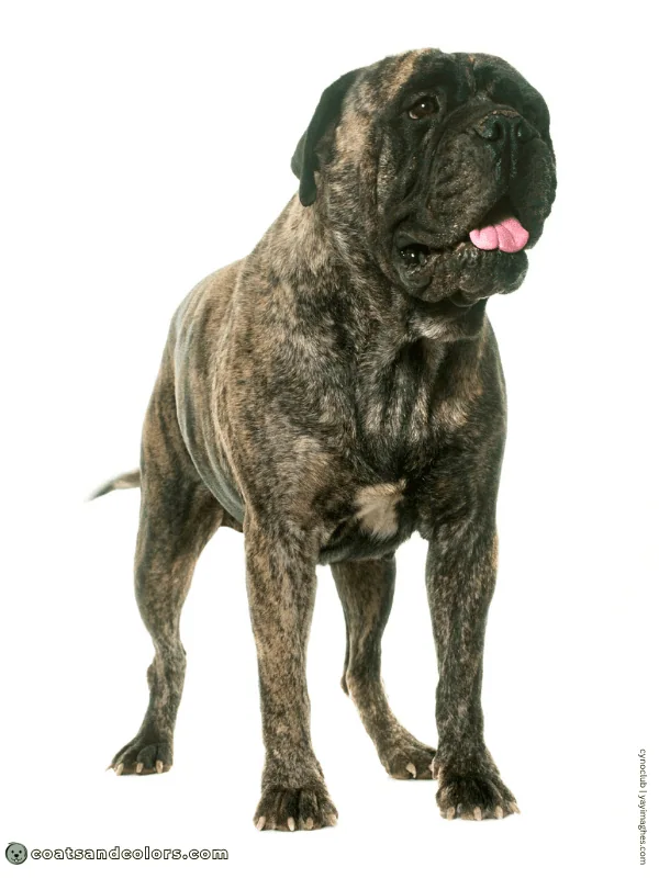 coatsandcolors.com Bullmastiff colors brindle 2
