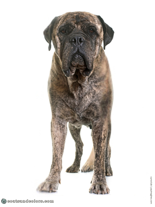coatsandcolors.com Bullmastiff colors brindle 3