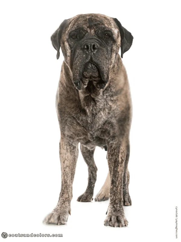 coatsandcolors.com Bullmastiff colors brindle 3