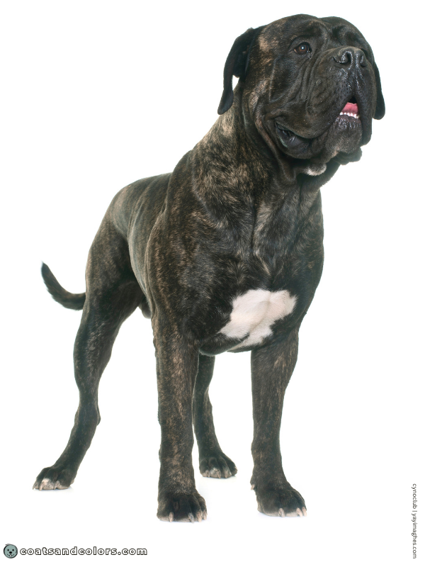 coatsandcolors.com Bullmastiff colors white patch chest 3