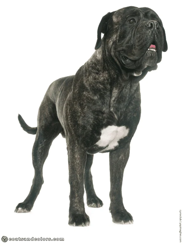 coatsandcolors.com Bullmastiff colors white patch chest 3