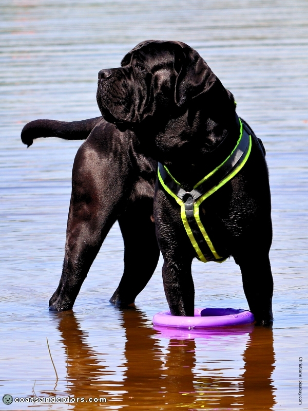coatsandcolors.com Cane Corso Coat Colors black 4