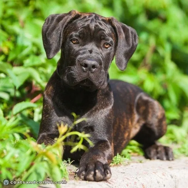 coatsandcolors.com Cane Corso Coat Colors black bridle red base color
