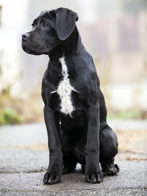 coatsandcolors.com Cane Corso Coat Colors black white chest markings