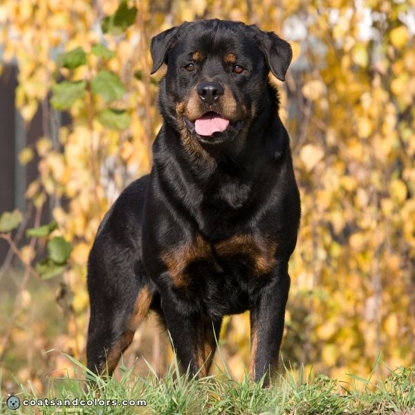 coatsandcolors.com Cane Corso Coat Colors comparison Rottweiler black tan