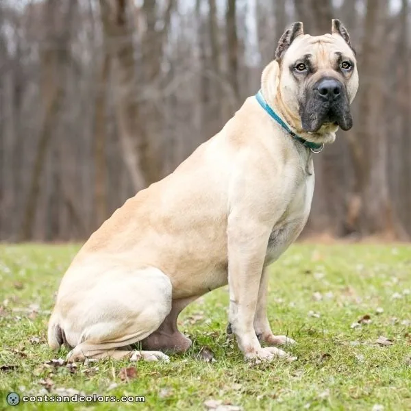 coatsandcolors.com Cane Corso Coat Colors fawn cropped