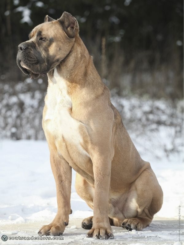 coatsandcolors.com Cane Corso Coat Colors formentino white chest patch