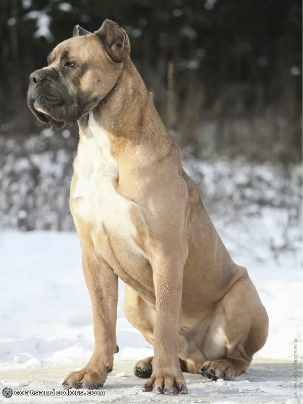 coatsandcolors.com Cane Corso Coat Colors formentino white chest patch