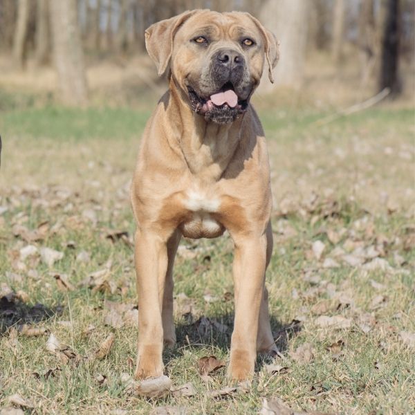 coatsandcolors.com Cane Corso Coat Colors formentino