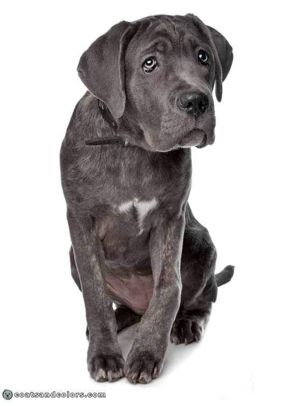 coatsandcolors.com Cane Corso Coat Colors gray brindle