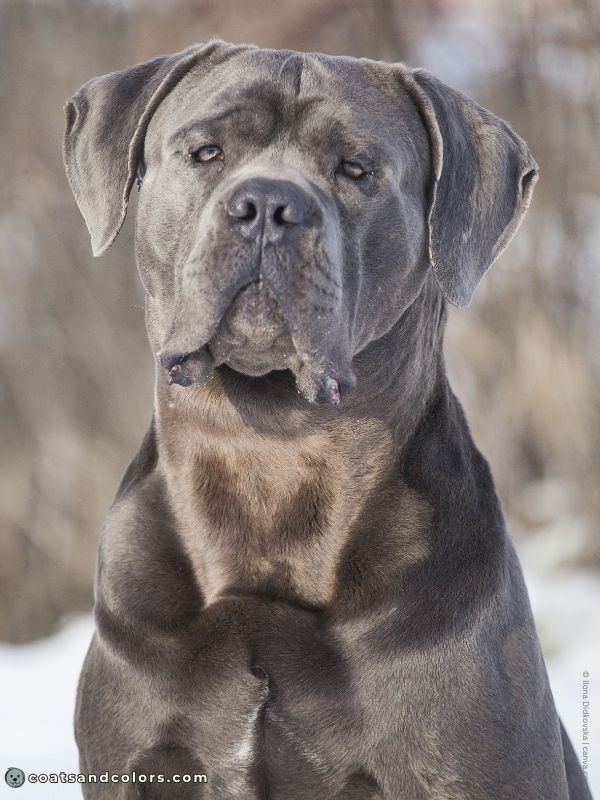 coatsandcolors.com Cane Corso Coat Colors gray eye colors