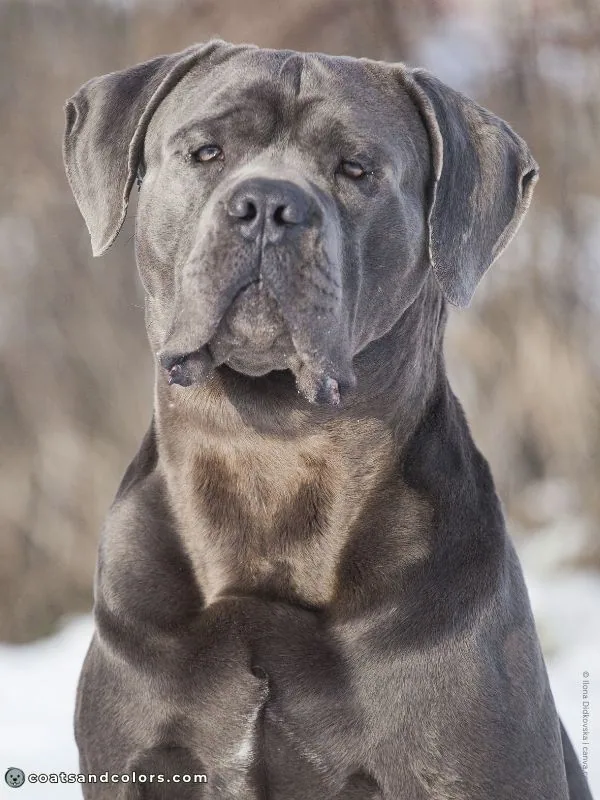 coatsandcolors.com Cane Corso Coat Colors gray eye colors