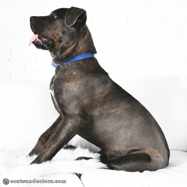 coatsandcolors.com Cane Corso Coat Colors gray ghost brindle