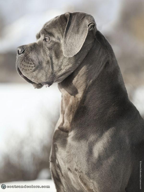 coatsandcolors.com Cane Corso Coat Colors gray