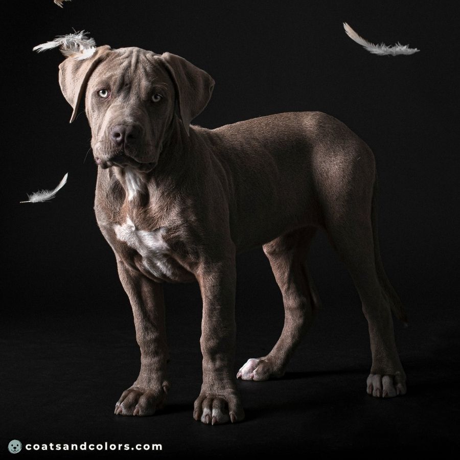 coatsandcolors.com Cane Corso Coat Colors lilac