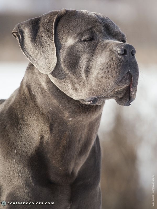 coatsandcolors.com Cane Corso Coat Colors base colors diluted black