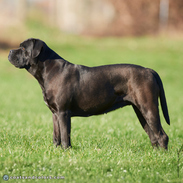 coatsandcolors.com Cane Corso Colors base patterns black seal