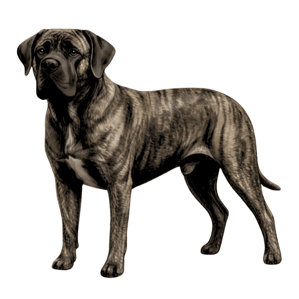 coatsandcolors.com Cane Corso Colors base patterns brindle