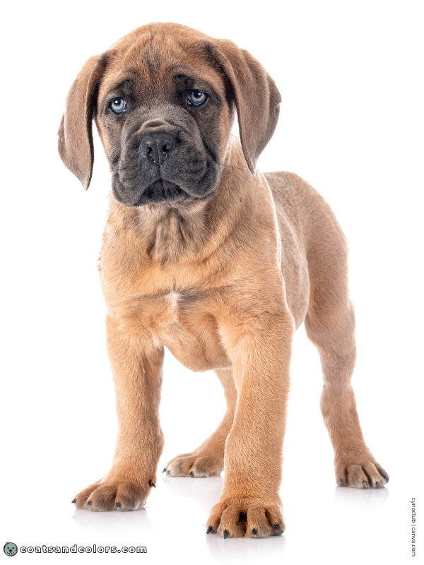 coatsandcolors.com Cane Corso Colors blue fawn puppy eye color