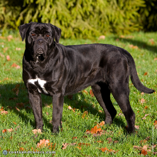 coatsandcolors.com Cane Corso Colors brindle density 1