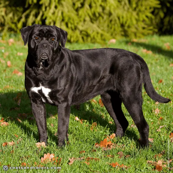 coatsandcolors.com Cane Corso Colors brindle density 1