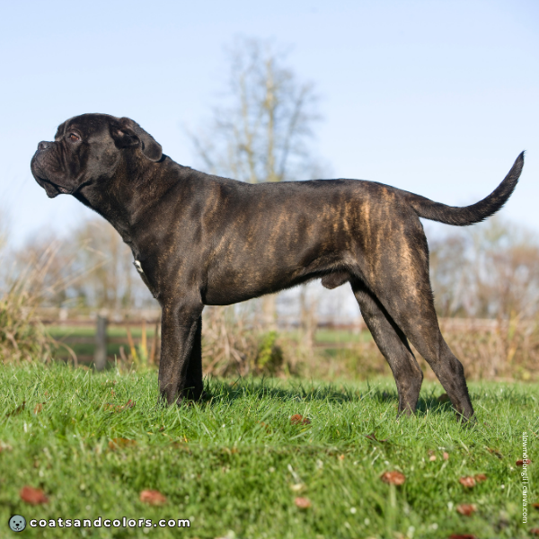 coatsandcolors.com Cane Corso Colors brindling 1