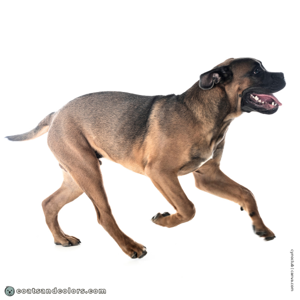 coatsandcolors.com Cane Corso Colors carbon shading