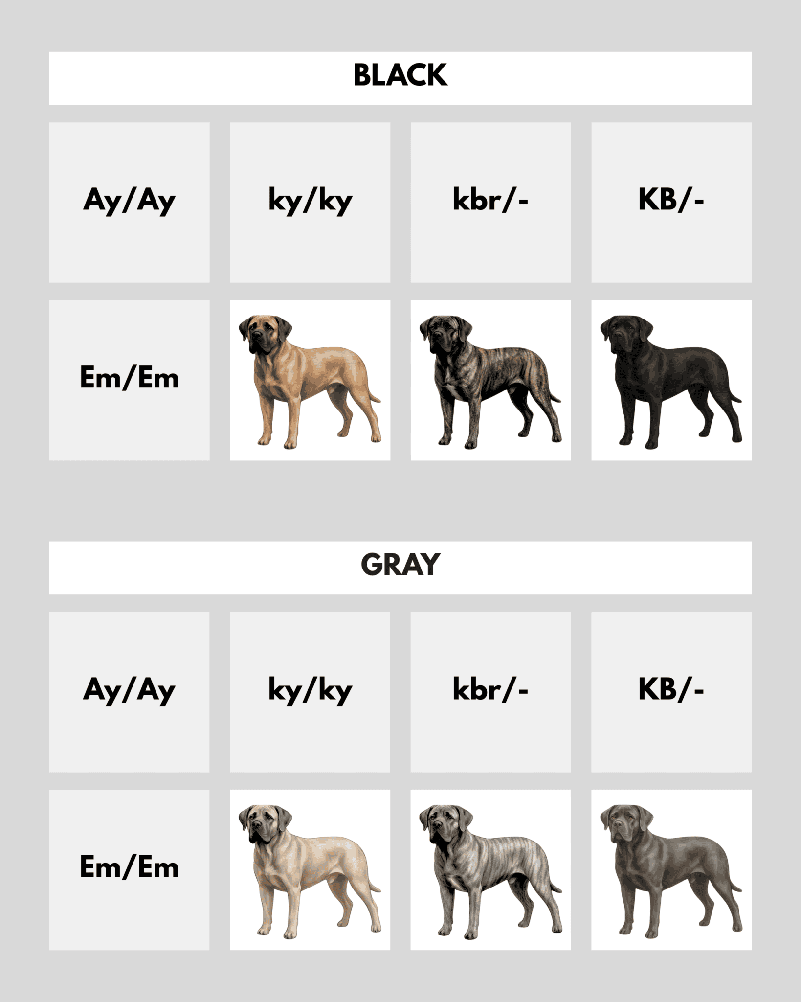Cane Corso Coat Colors Coats And Colors