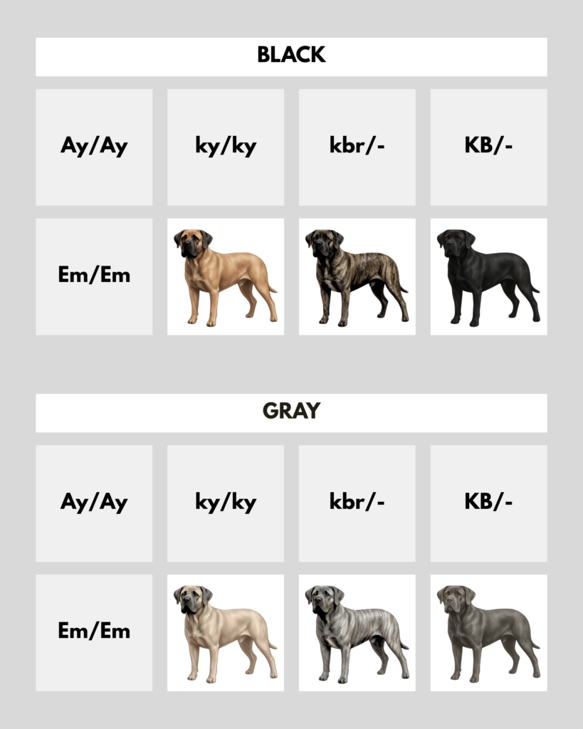 coatsandcolors.com Cane Corso Colors color chart