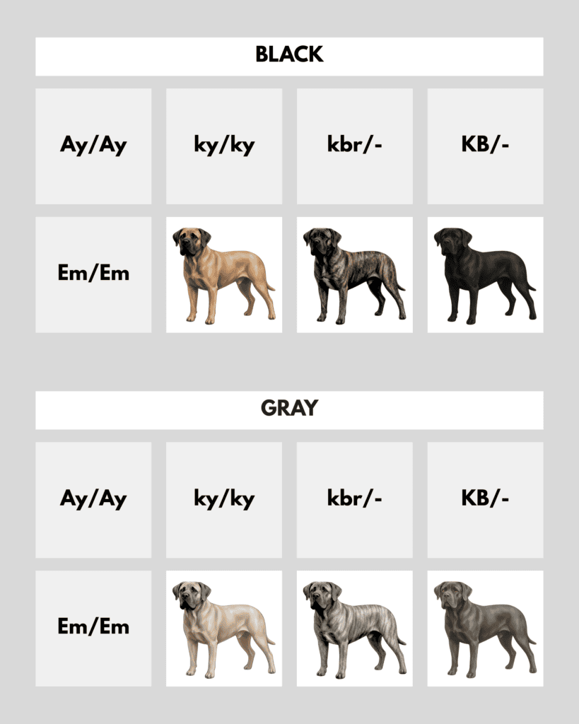 coatsandcolors.com Cane Corso Colors color chart