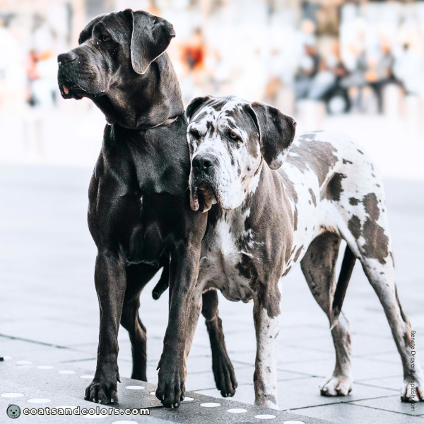 coatsandcolors.com Cane Corso Colors faulty colors merle