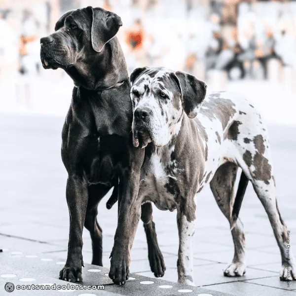 coatsandcolors.com Cane Corso Colors faulty colors merle