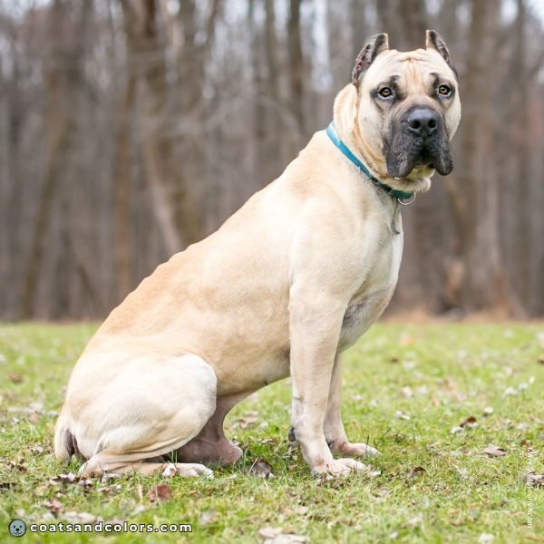 coatsandcolors.com Cane Corso Colors intensity 1