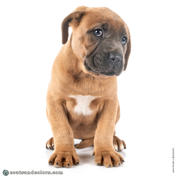 coatsandcolors.com Cane Corso Colors intensity 2