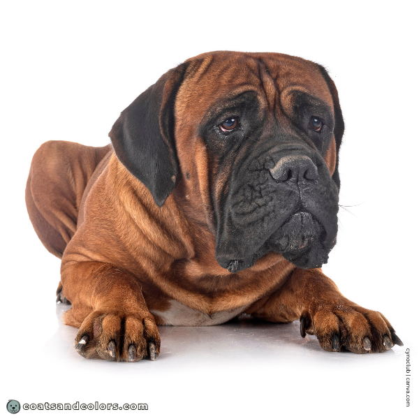 coatsandcolors.com Cane Corso Colors intensity 3