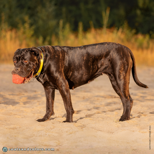 coatsandcolors.com Cane Corso Colors seal brindle 3