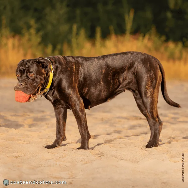 coatsandcolors.com Cane Corso Colors seal brindle 3