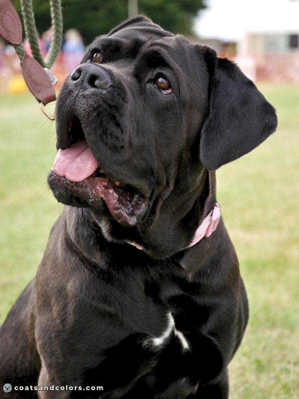 coatsandcolors.com Cane Corso Colors white chest spot small