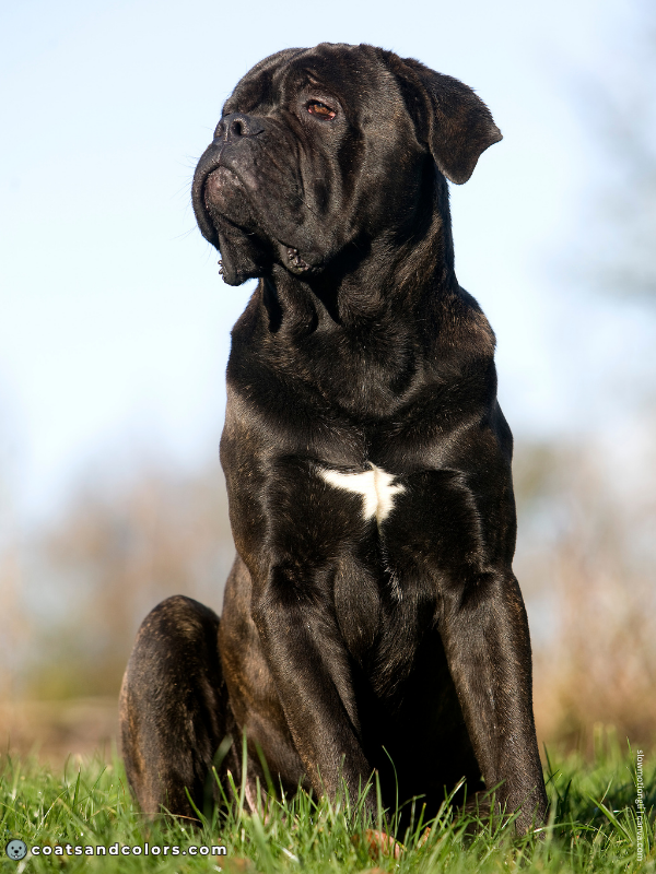 coatsandcolors.com Cane Corso Colors white patch