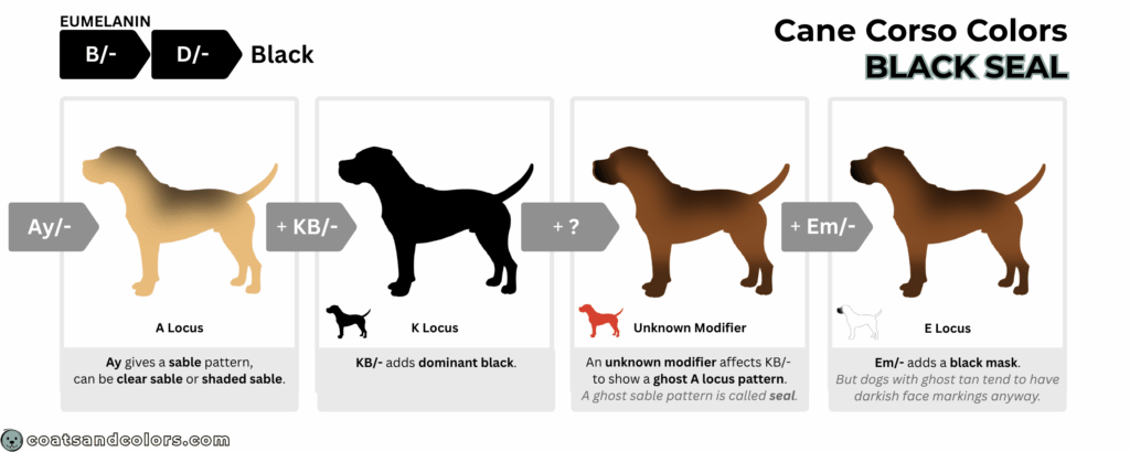 coatsandcolors.com Cane Corso colors base pattern black seal
