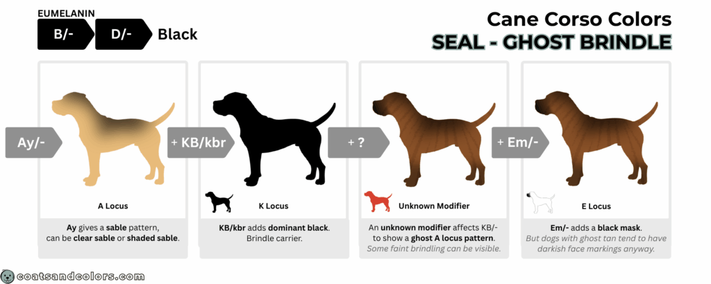 coatsandcolors.com Cane Corso colors base pattern black seal ghost brindle KBkbr